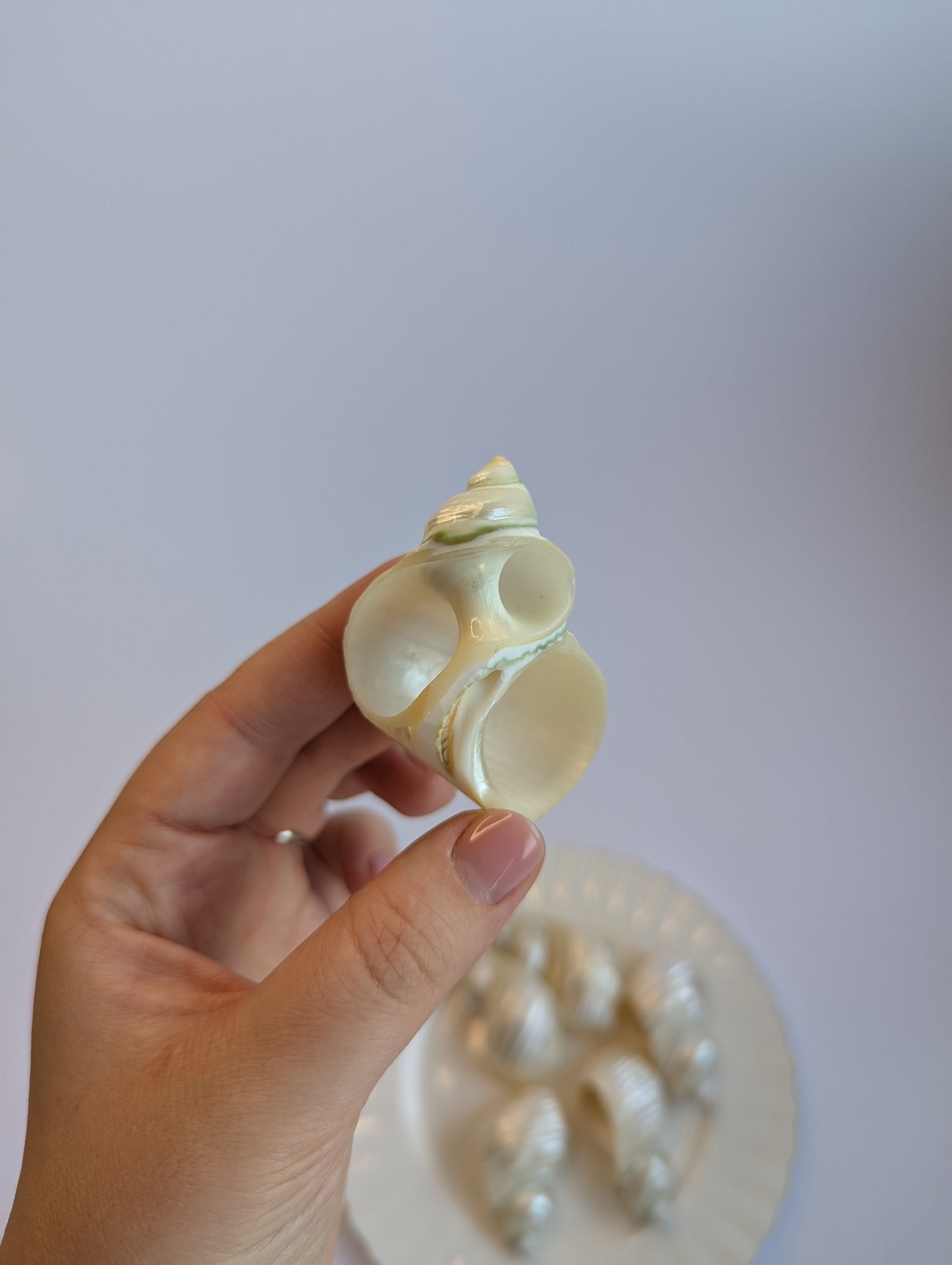 Set of Mother-of-Pearl Shell Napkin Rings – Coastal Elegance Table Decor (Set of 6)