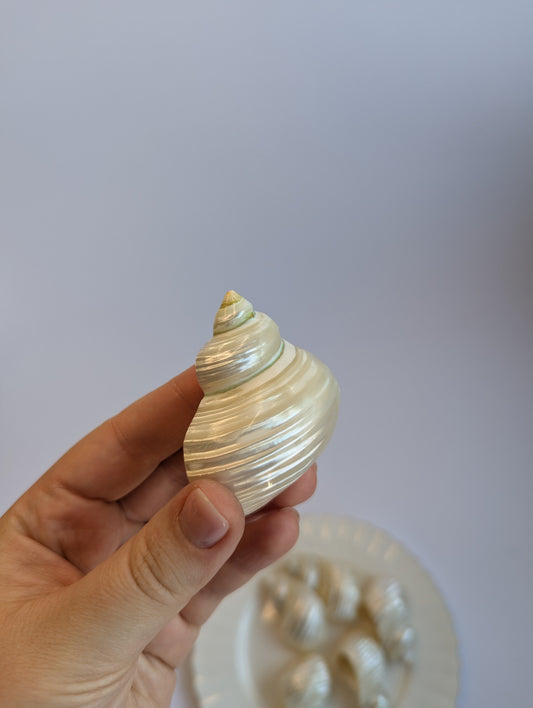 Set of Mother-of-Pearl Shell Napkin Rings – Coastal Elegance Table Decor (Set of 6)